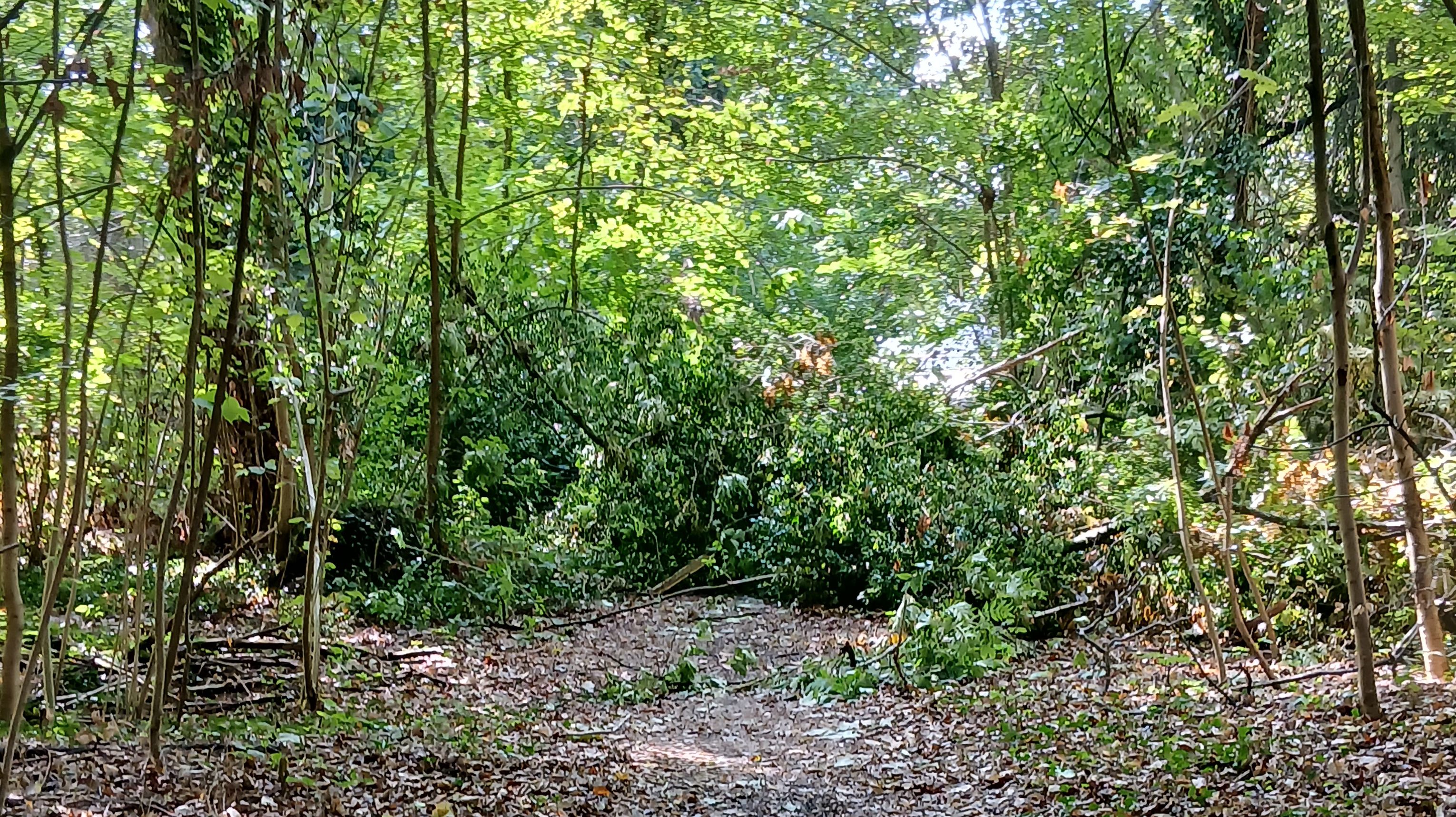 Weg im Zechwald von umgestürzten Bäumen versperrt